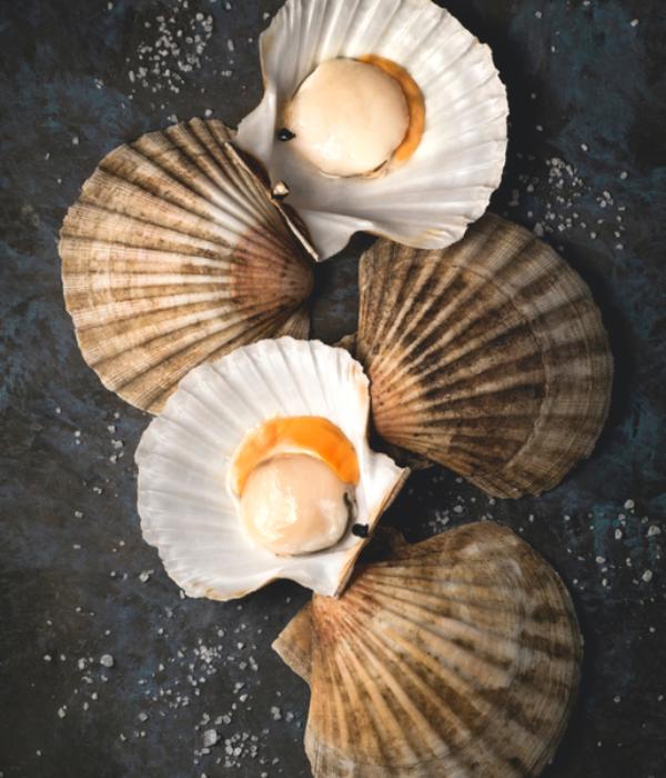 coquille saint jacques