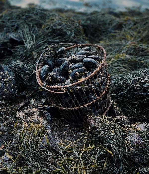 moules de bouchot