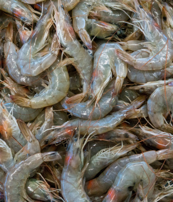 crevettes grises