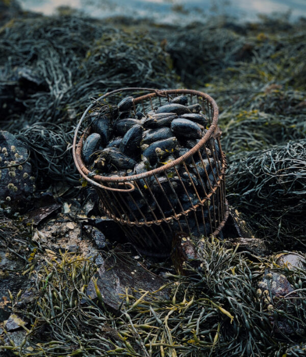 panier de moules