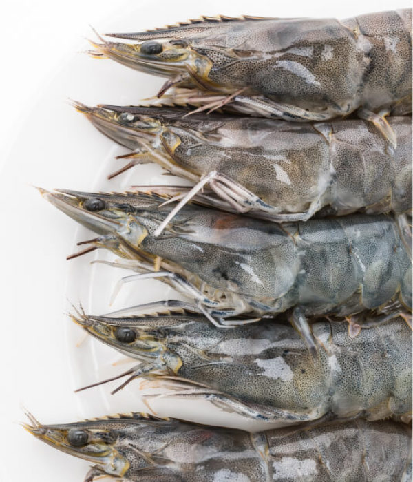 conservation des crevettes